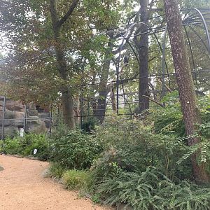 Common Rueppell's Griffon Vulture and Secretary Bird aviary