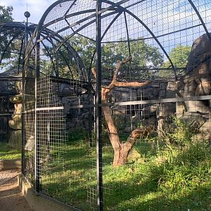 Crested Caracara aviary