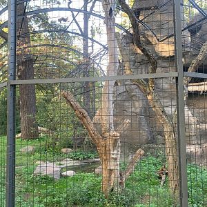 Bearded Vulture aviary