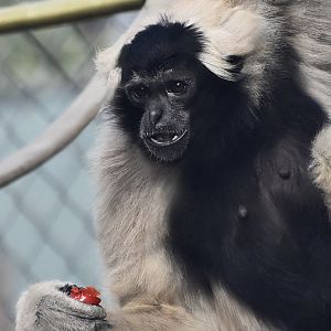Pileated Gibbon (Hylobates pileatus) female - "Boo"