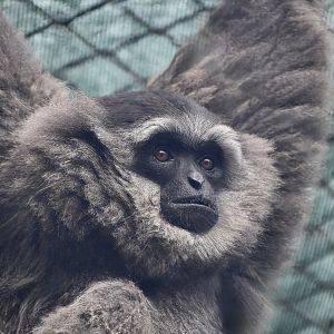 Silvery Gibbon (Hylobates moloch) male - "Perak"