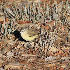 Yellow-rumped Thornbill (Acanthiza chrysorrhoa)
