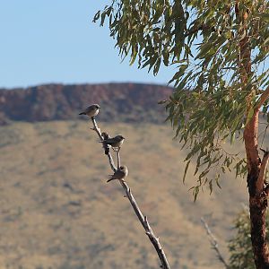 Black-faced Woodswallows (Artamus cinereus)