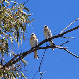 Juvenile Black-shouldered Kites (Elanis axillaris)