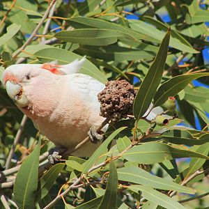 Pink Cockatoo (Cacatua leadbeateri)