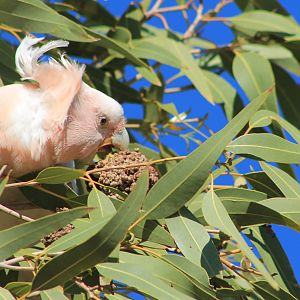 Pink Cockatoo (Cacatua leadbeateri)