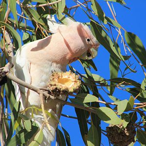Pink Cockatoo (Cacatua leadbeateri)