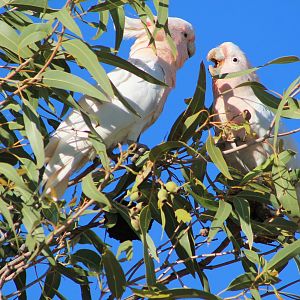 Pink Cockatoos (Cacatua leadbeateri)