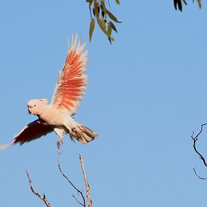 Pink Cockatoo (Cacatua leadbeateri)