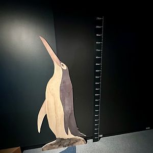 Giant Penguin (Height Chart)