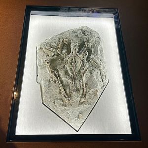 Giant Penguin (Fossil)