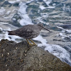 Wandering Tattler (Tringa incana)