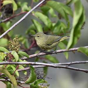 Channel Islands Orange-Crowned Warbler (Leiothlypis celata sordida)