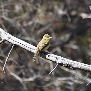 Channel Islands Western Flycatcher (Empidonax difficilis insulicola)