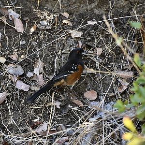 San Clemente Spotted Towhee (Pipilo maculatus clementae)