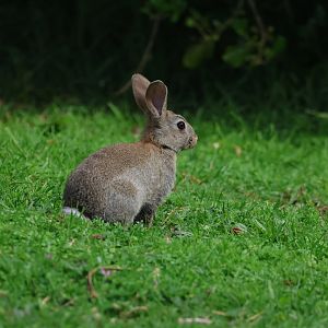 European Rabbit (Oryctolagus cuniculus), Waimanu Lagoons Reserve (Waikanae, Wellington)