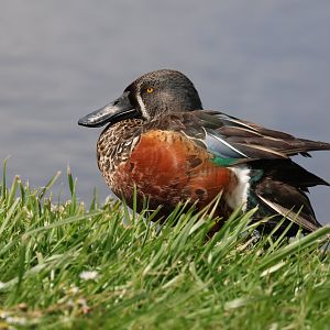 Australasian Shoveler (Spatula rhynchotis variegata) drake, Waimanu Lagoons Reserve (Waikanae, Wellington)