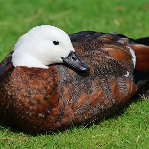 Paradise Shelduck (Tadorna variegata) female, Waimanu Lagoons Reserve (Waikanae, Wellington)
