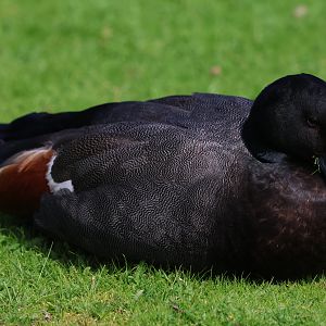Paradise Shelduck (Tadorna variegata) drake, Waimanu Lagoons Reserve (Waikanae, Wellington)