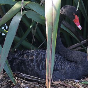 Black Swan (Cygnus atratus) on nest, Waimanu Lagoons Reserve (Waikanae, Wellington)