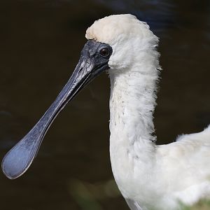Royal Spoonbill (Platalea regia) juvenile, Waimanu Lagoons Reserve (Waikanae, Wellington)