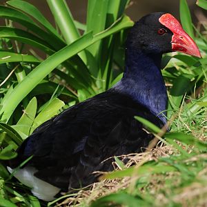 Pūkeko (Porphyrio melanotus melanotus), Waimanu Lagoons Reserve (Waikanae, Wellington)