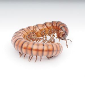 flat-backed millipede
