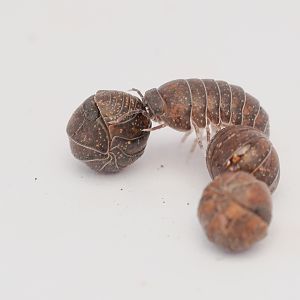 pill woodlice