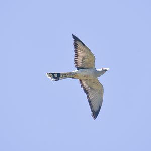 Channel-billed Cuckoo