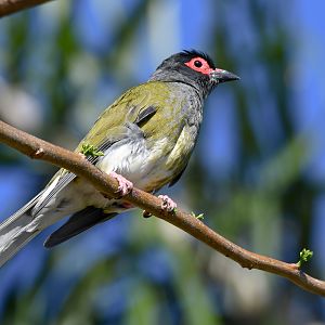 Australasian Figbird