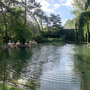 Temporary Pelican pond