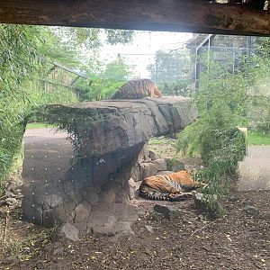 Sumatran Tiger parents enclosure extension