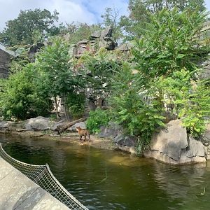 Sumatran Tiger offspring enclosure