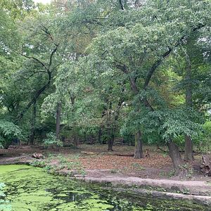 Chinese Dhole enclosure (former Wolf enclosure)