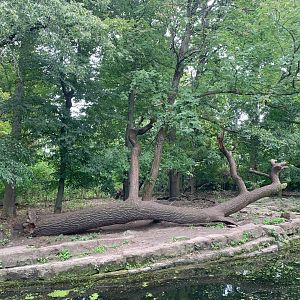 Chinese Dhole enclosure (former Wolf enclosure)