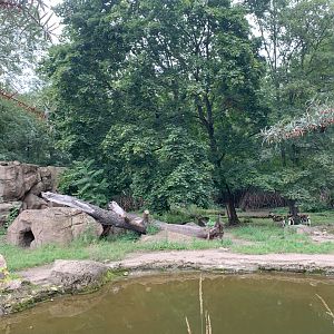 African Wild Dog enclosure
