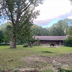 Male Congo Buffalo enclosure