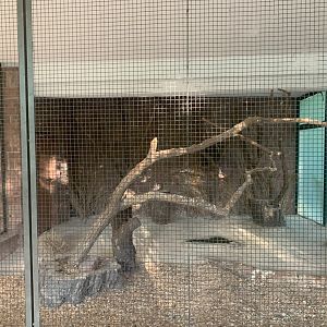 Boobook Owl enclosure