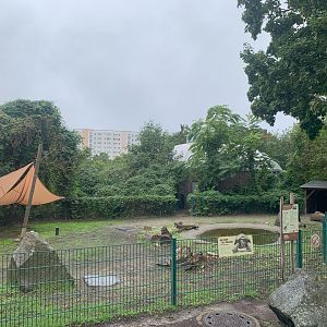 Aldabra Giant Tortoise outdoor enclosures