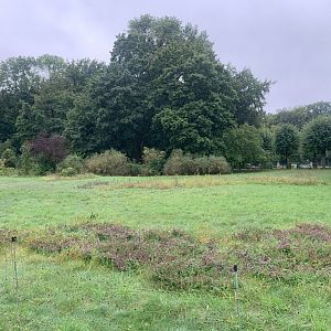 Western Great Bustard enclosure