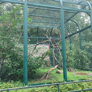 Congo Parrot enclosure