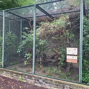 European Quail and Red-billed Leiothrix aviary (example pheasantry aviary)