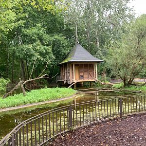 Ring-tailed Lemur enclosure