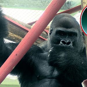 Gorilla Lope in France.