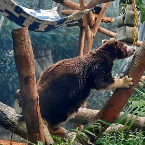 Matschie's Tree Kangaroo