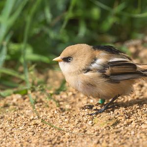 Bearded Tit / Reedling, CWP, UK