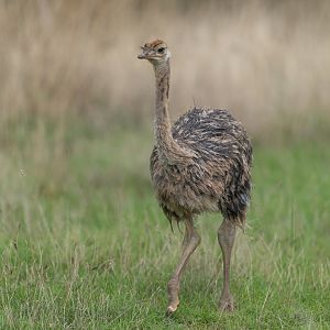 Common Ostrich juvenile, CWP, UK
