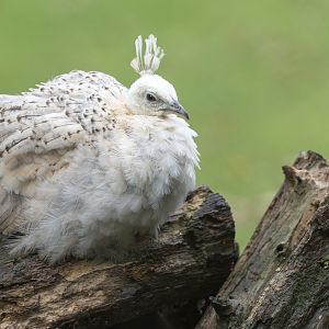 Indian Peafowl juvenile, CWP, UK