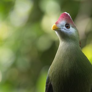 Red Crested Turaco, CWP, UK