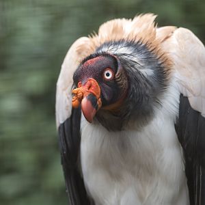 King Vulture, CWP, UK